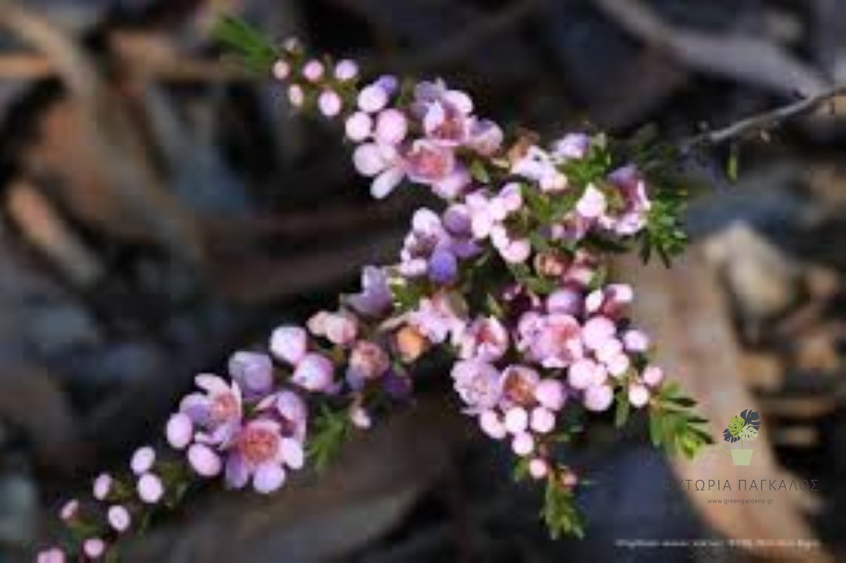 ΘΡΥΠΤΟΜΕΝΗ – Thryptomene saxicola - 1